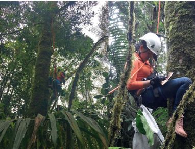 Técnica de una sola cuerda para acceder al dosel del árbol para el muestreó de briófitos y líquenes epífitos