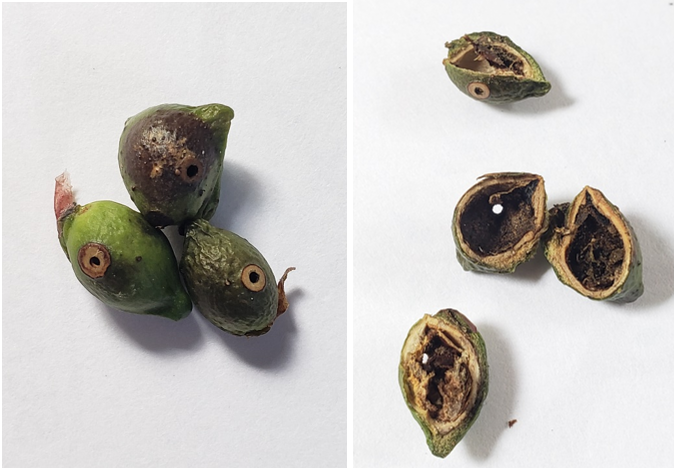 Herbivoría en semillas de Podocarpus 