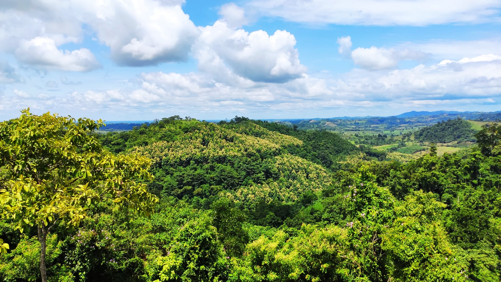 Vista panorámica de las áreas de Conservación Arbofino, Cantón Pichincha