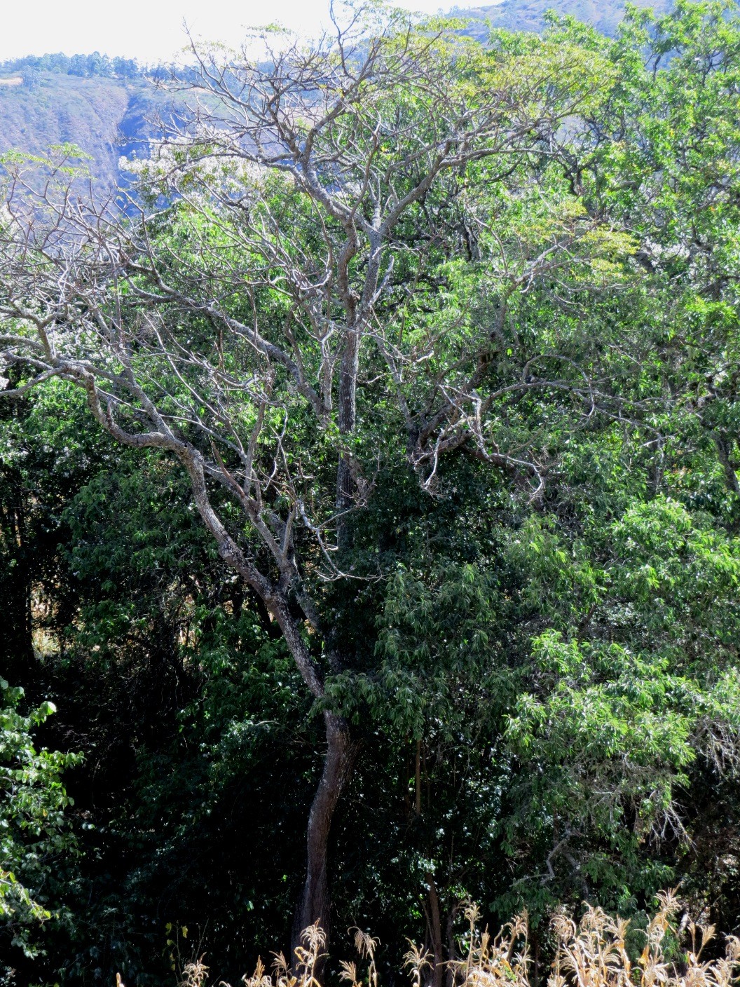 Aralia soratensis Marchal,